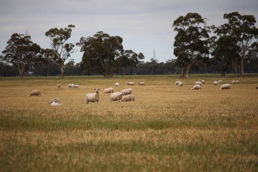 Farm For Sale - SA - Keith - 5267 - SMALL/MEDIUM ACREAGE - TOP PLAINS COUNTY - CONVENIENT TO KEITH - 