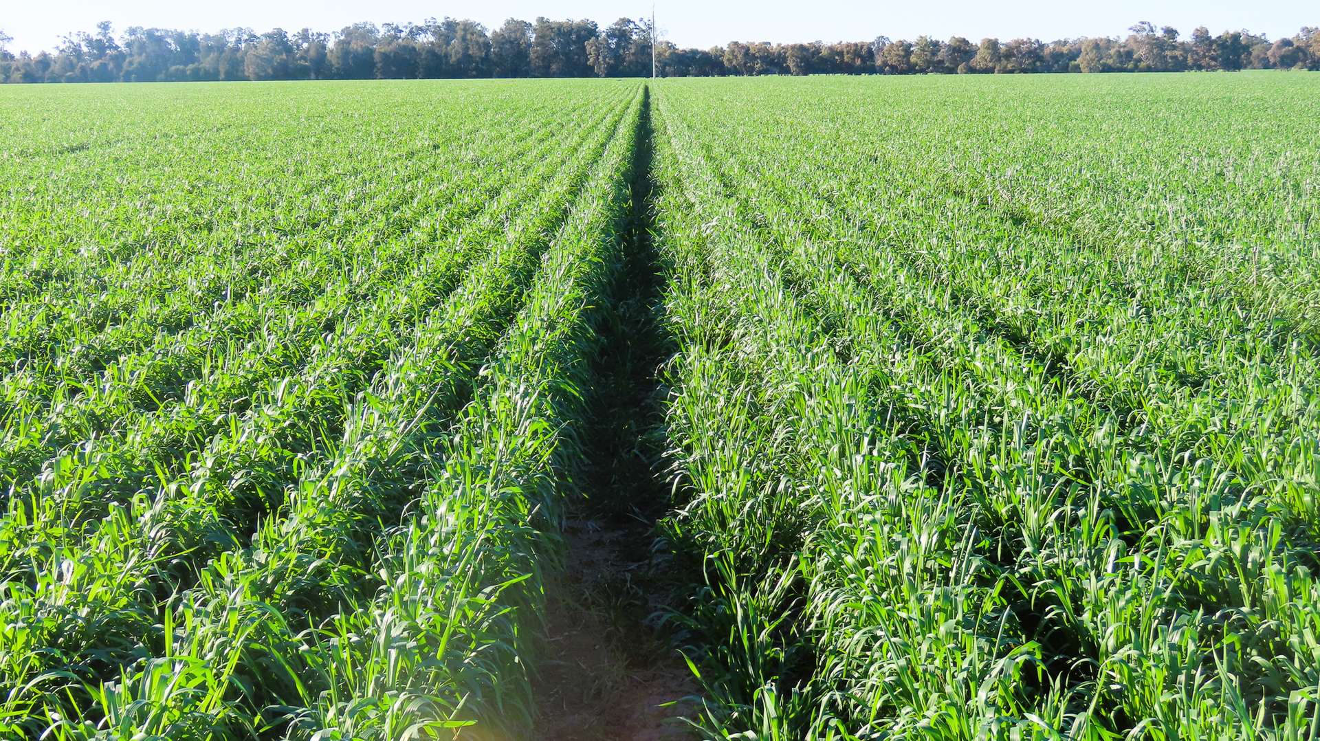 "Carpendale Agri" Gore Hwy, Goondiwindi For Sale by Farmbuy.com - image 4