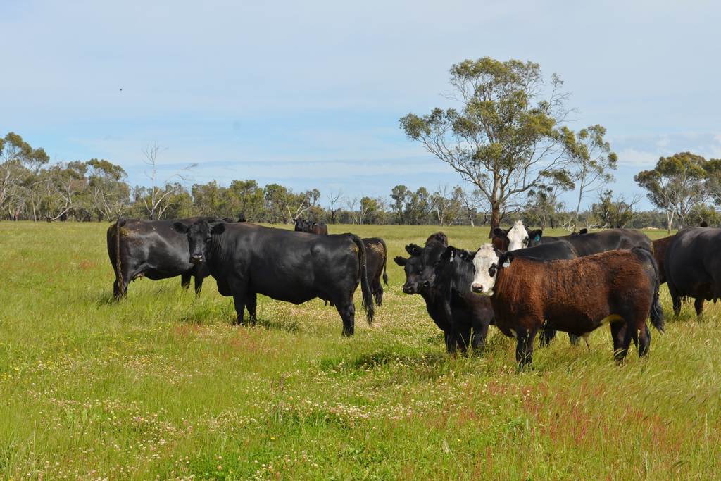 00 Government Road, Edenhope VIC 3318