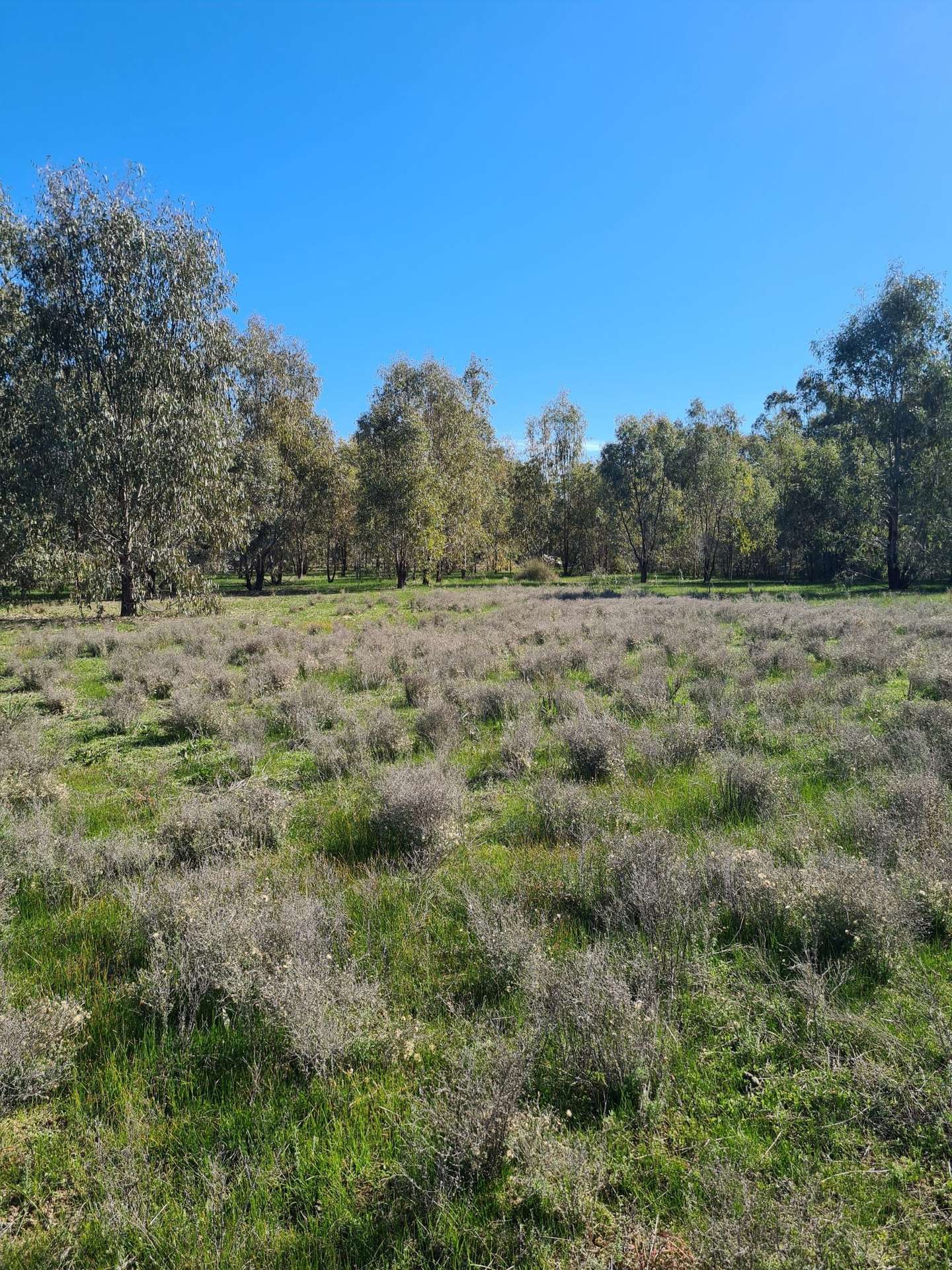 78 Louies Hut Road, Moama Sold by Farmbuy.com - image 21