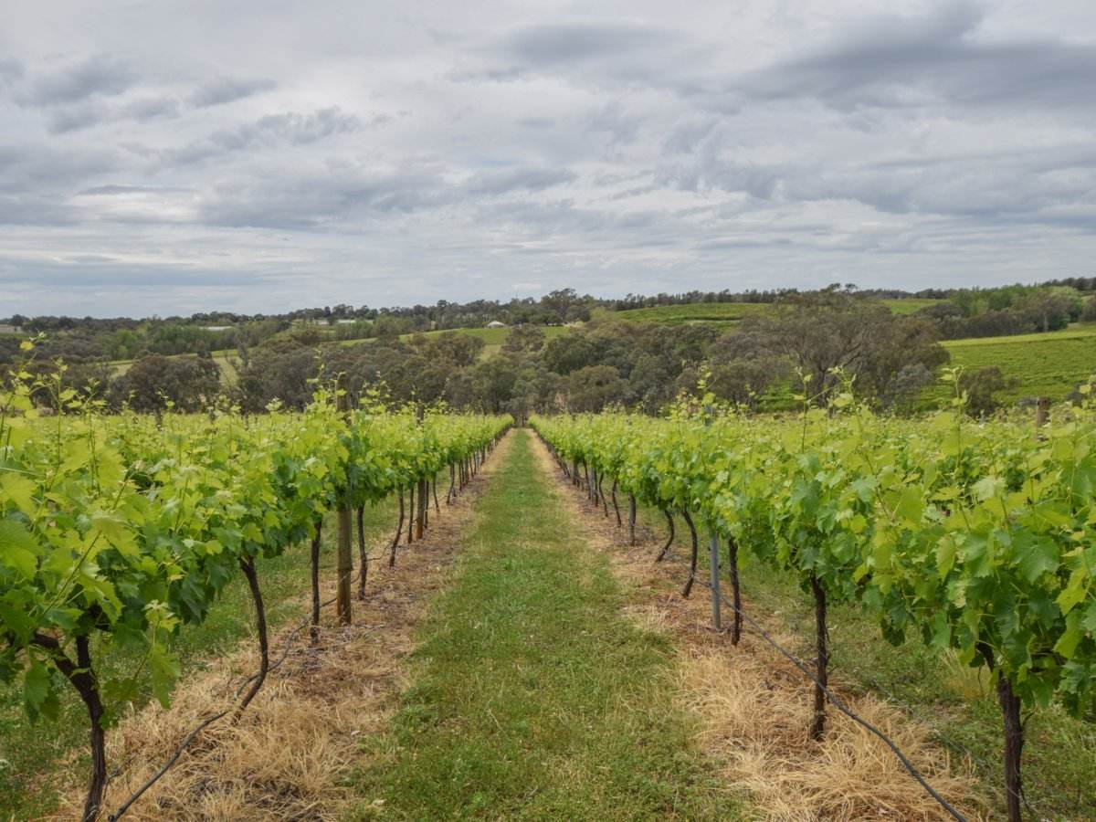 155 Tierneys Road, Young For Sale by Farmbuy.com - image 10