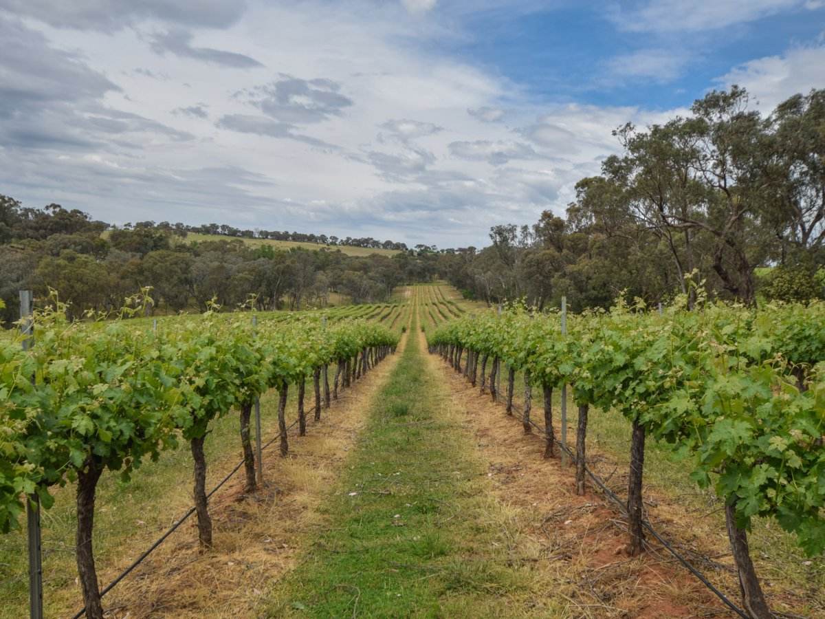 155 Tierneys Road, Young For Sale by Farmbuy.com - image 7