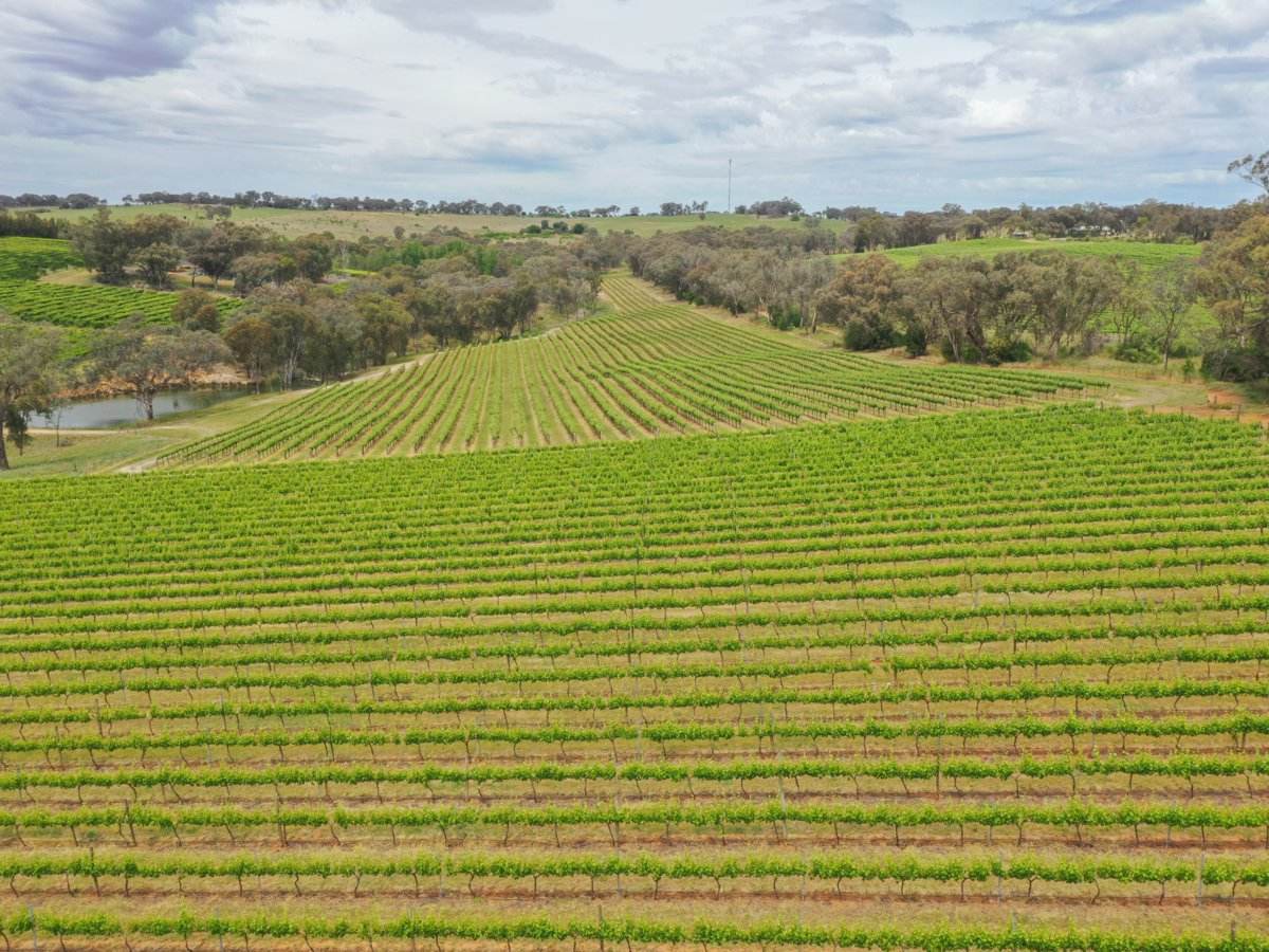 155 Tierneys Road, Young For Sale by Farmbuy.com - image 4