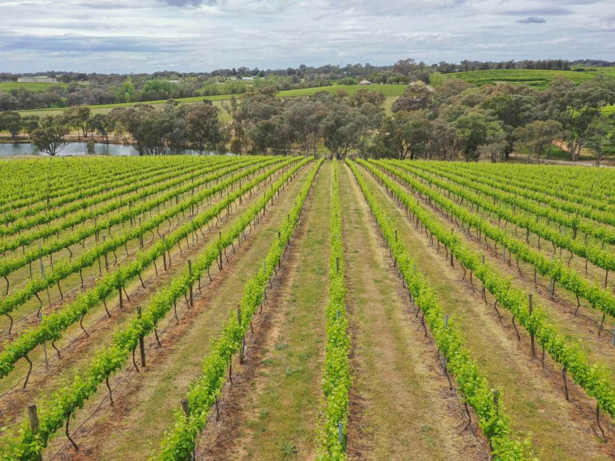 155 Tierneys Road, Young For Sale by Farmbuy.com - image 6