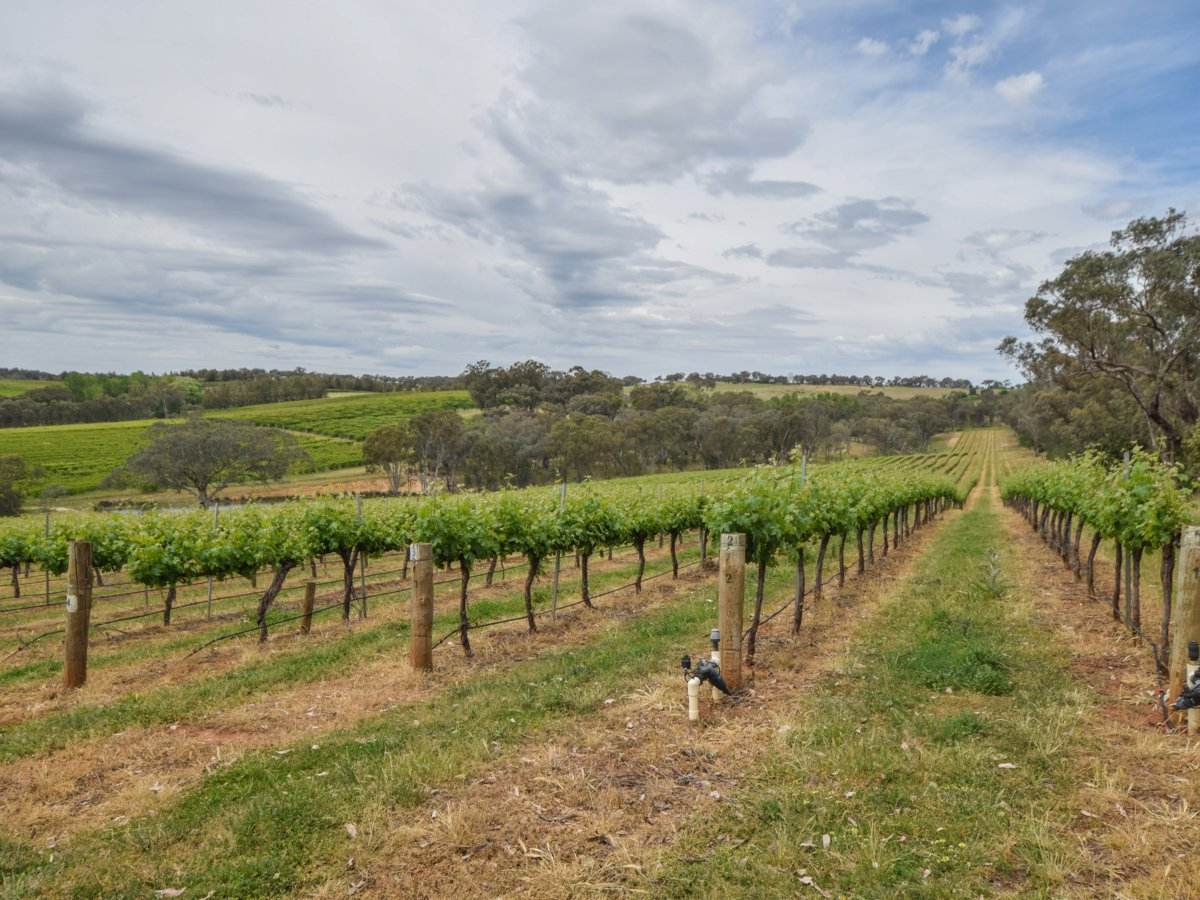 155 Tierneys Road, Young For Sale by Farmbuy.com - image 12