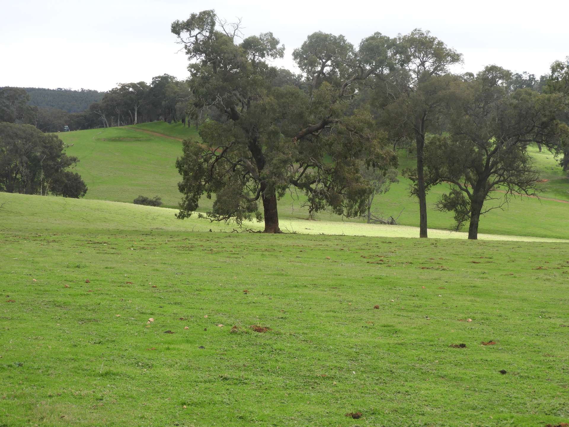 Kyellen Farm, Quindanning-Darkan Road, Quindanning For Sale by Farmbuy.com - image 11