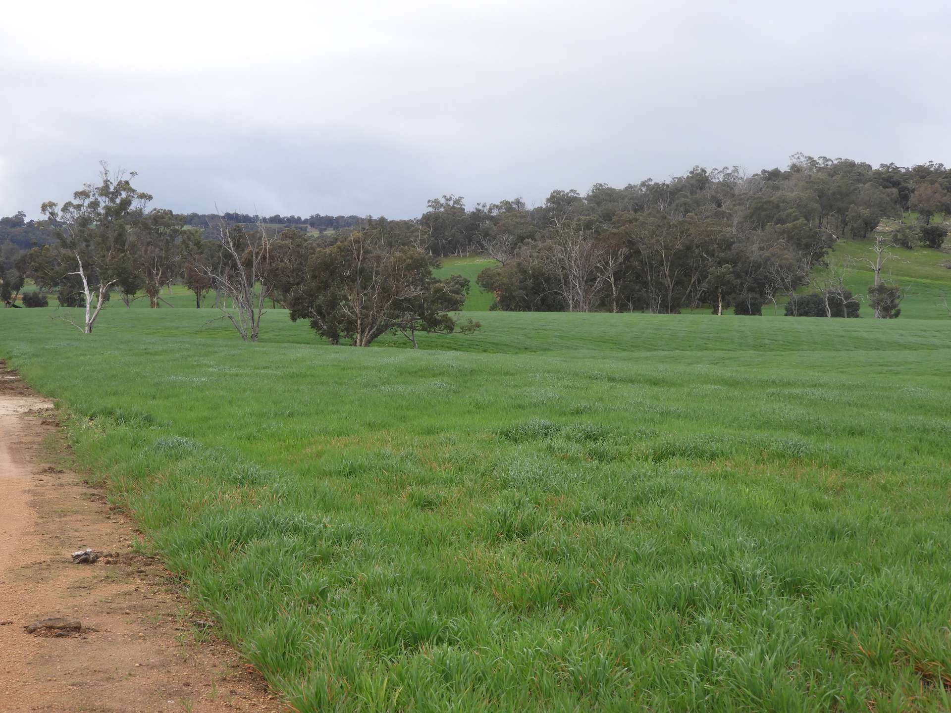 Kyellen Farm, Quindanning-Darkan Road, Quindanning For Sale by Farmbuy.com - image 14