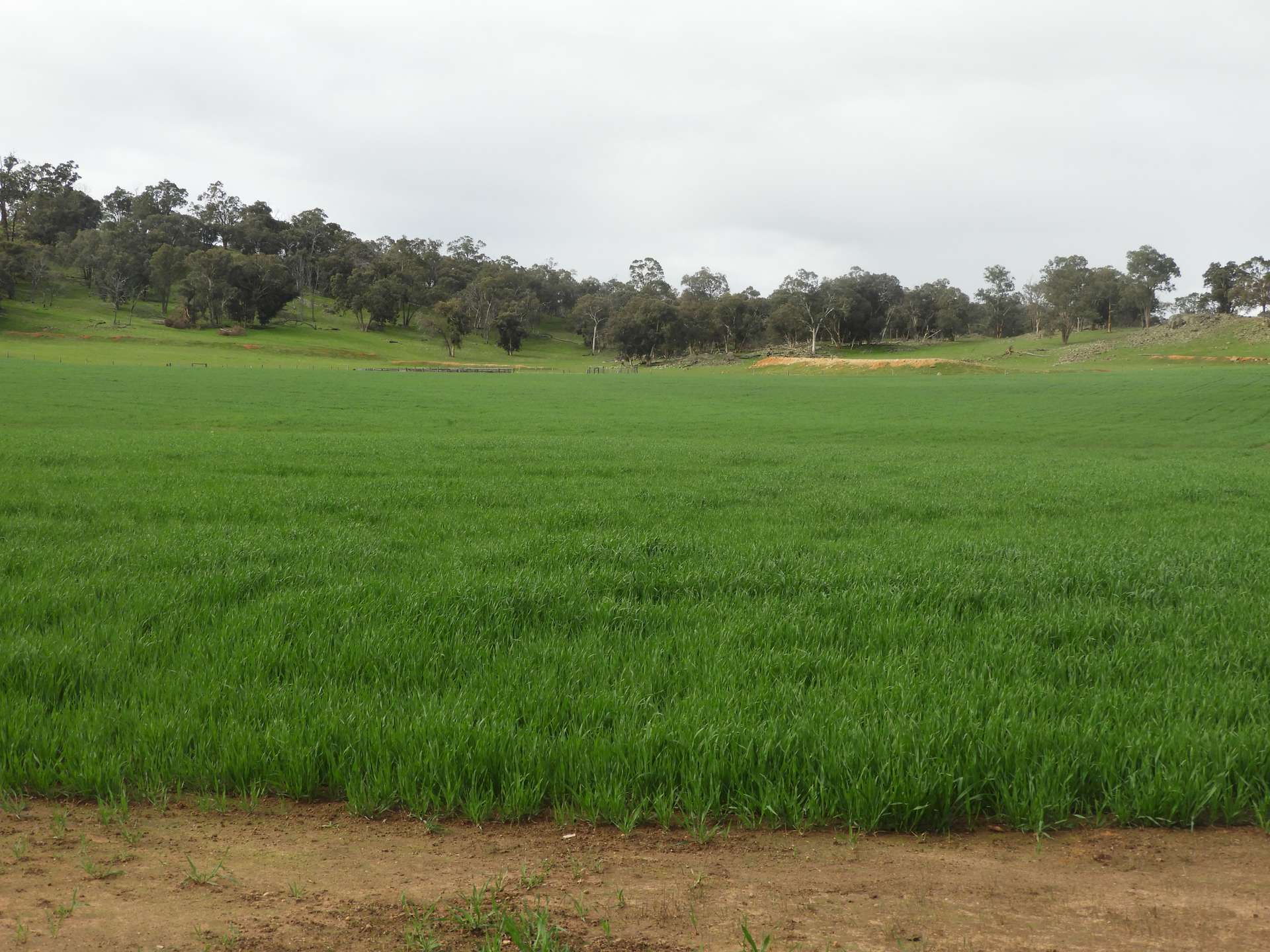 Kyellen Farm, Quindanning-Darkan Road, Quindanning For Sale by Farmbuy.com - image 15