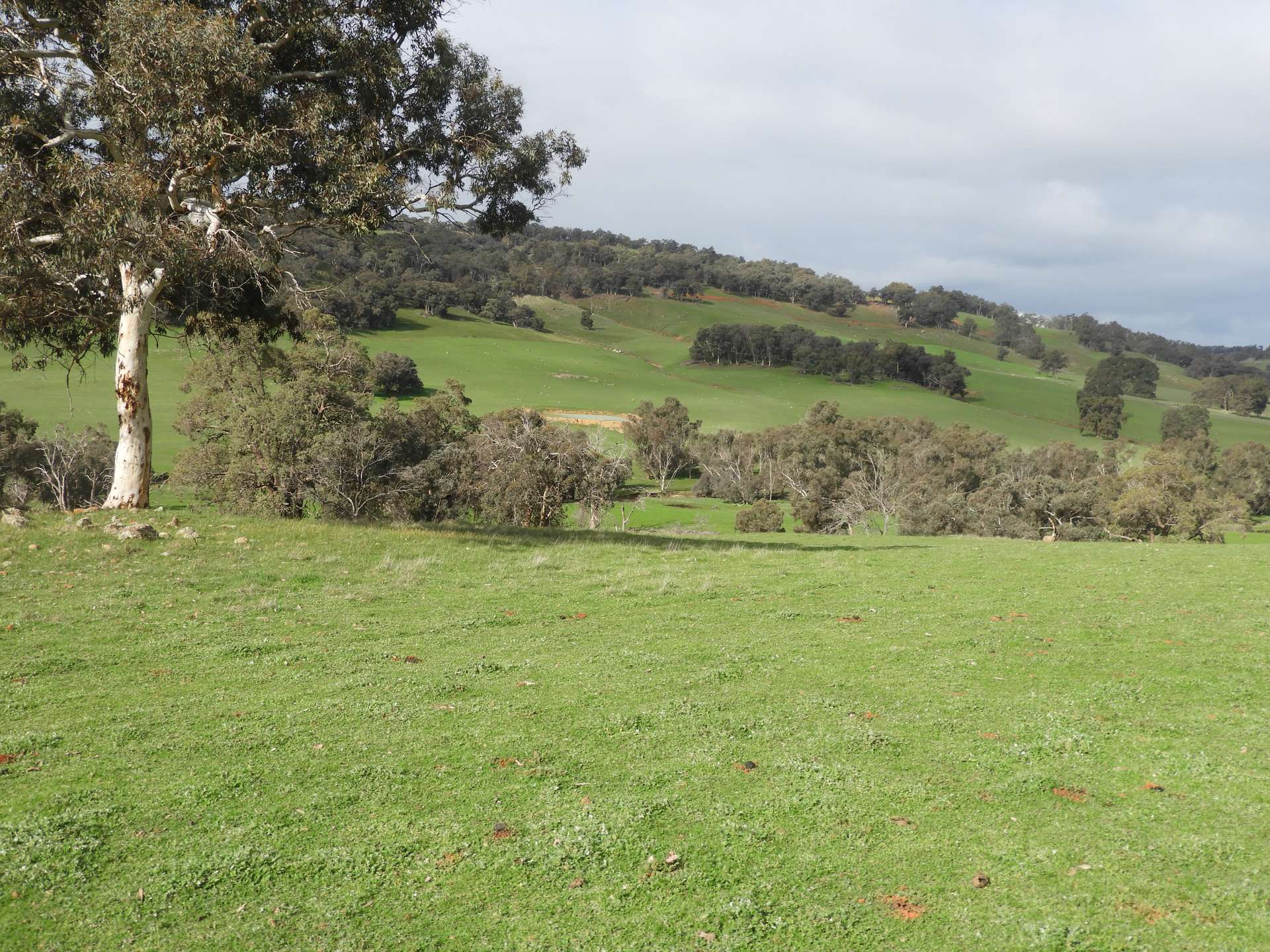Kyellen Farm, Quindanning-Darkan Road, Quindanning For Sale by Farmbuy.com - image 25
