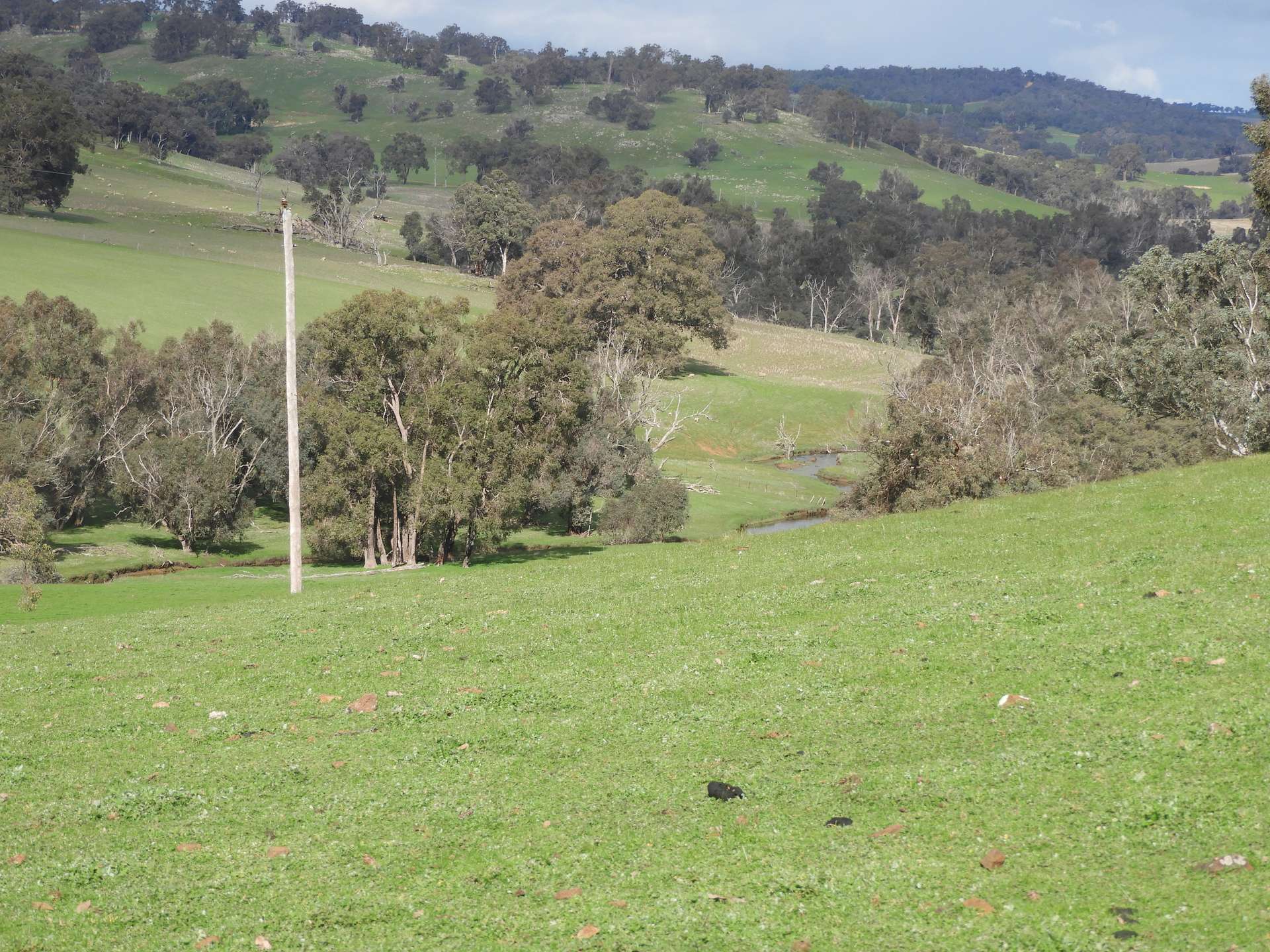 Kyellen Farm, Quindanning-Darkan Road, Quindanning For Sale by Farmbuy.com - image 33