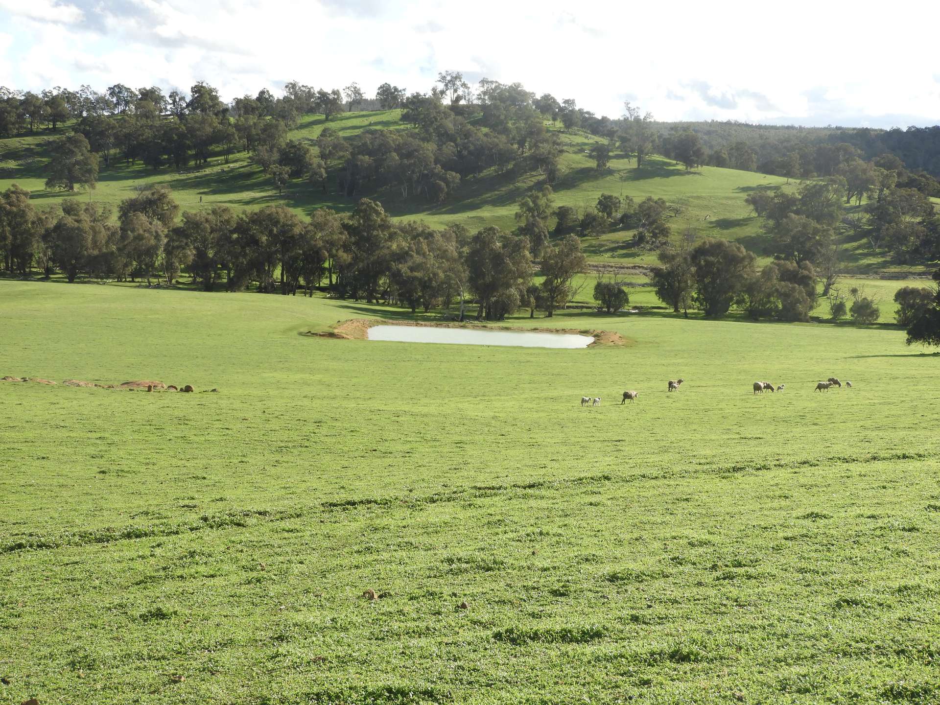 Kyellen Farm, Quindanning-Darkan Road, Quindanning For Sale by Farmbuy.com - image 6