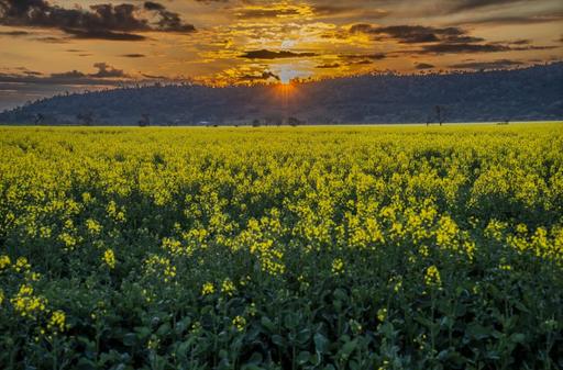 Farm Expressions of Interest - NSW - Goolhi - 2379 - Premium Liverpool Plains Cropping and Grazing Enterprise 