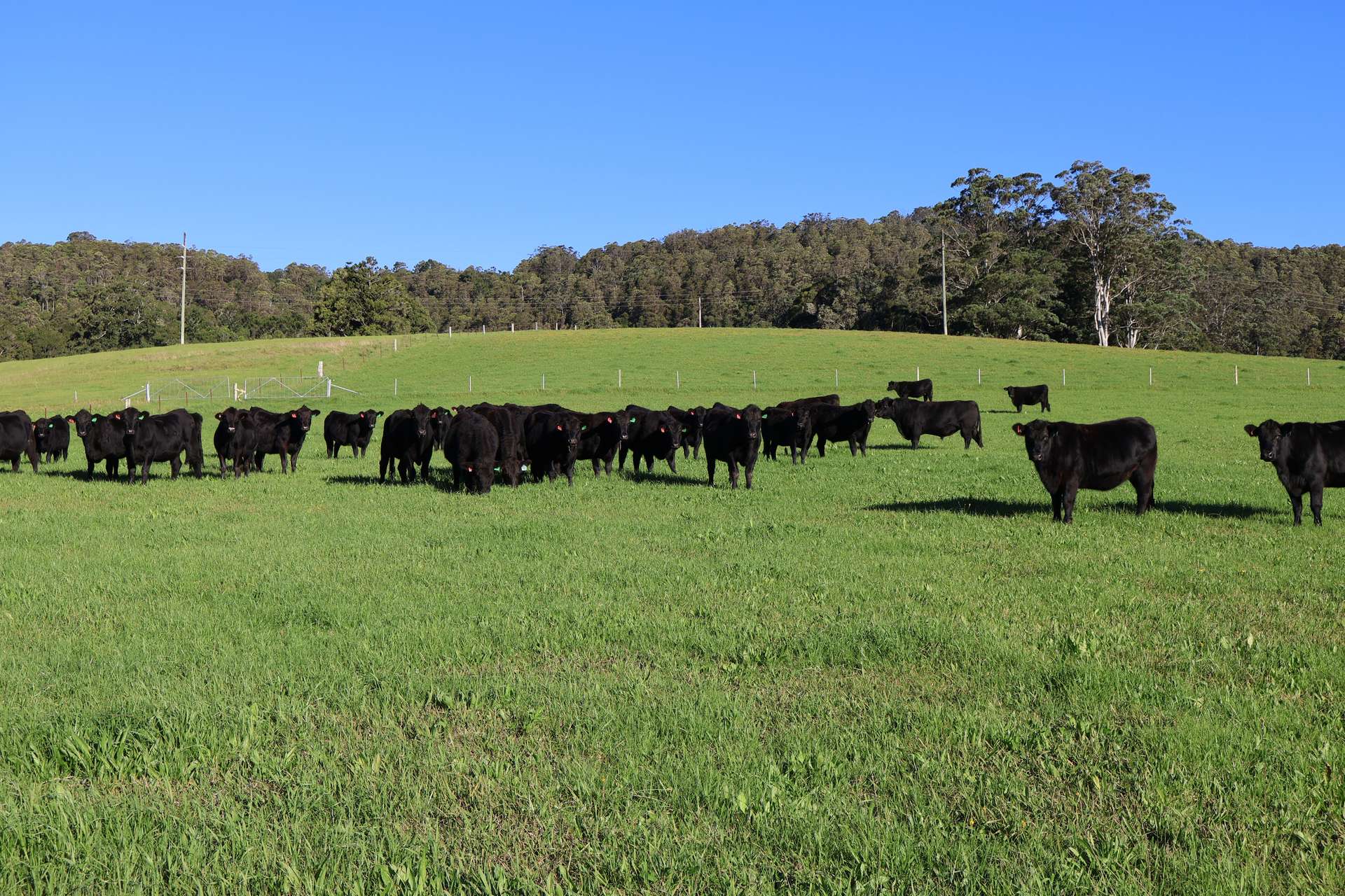 1431 Coramba Road, Dorrigo For Sale by Farmbuy.com - image 28