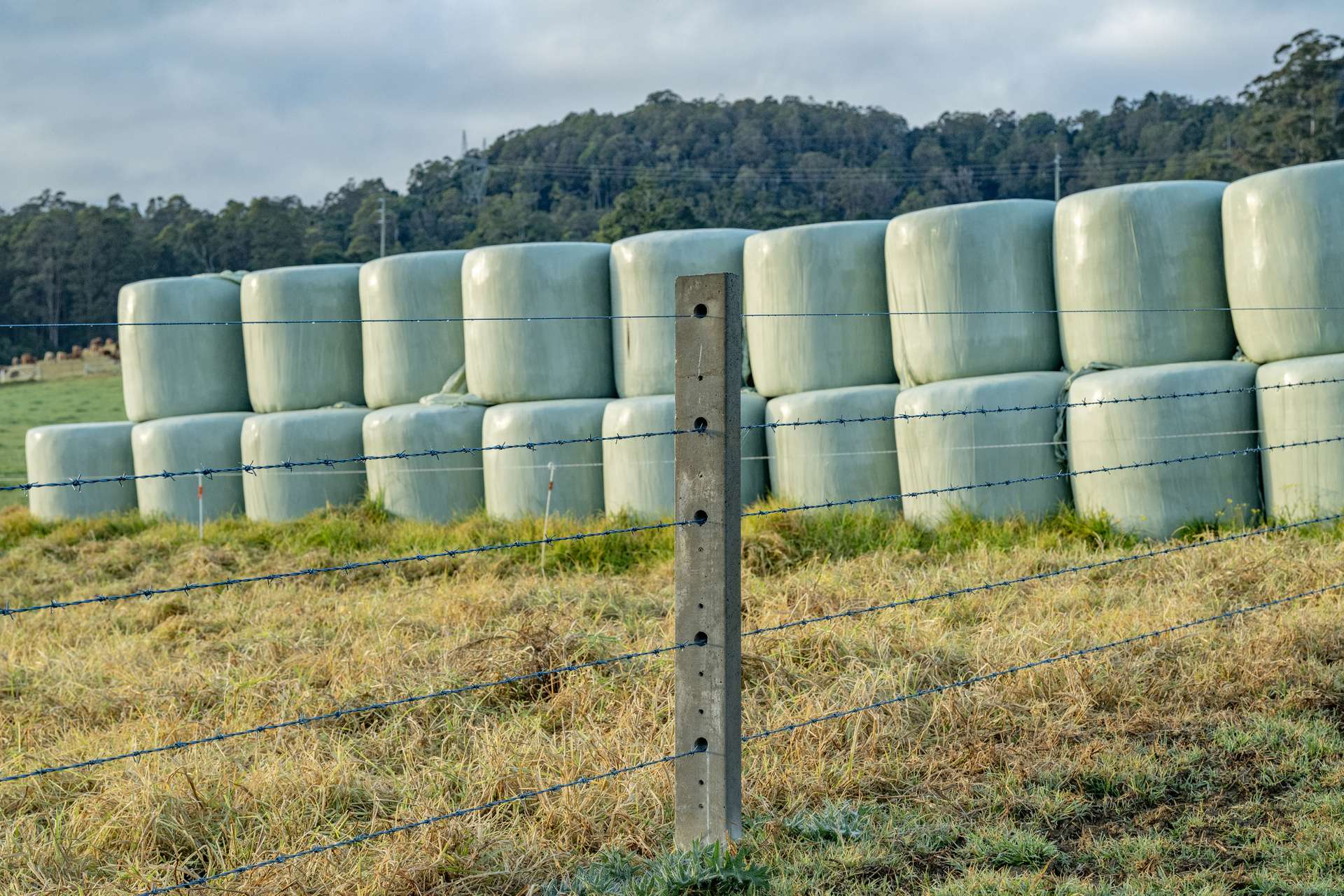 1431 Coramba Road, Dorrigo For Sale by Farmbuy.com - image 5