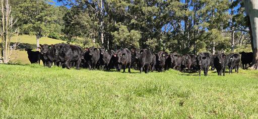 Farm For Sale - NSW - Dorrigo - 2453 - Valleyrose, Dorrigo 