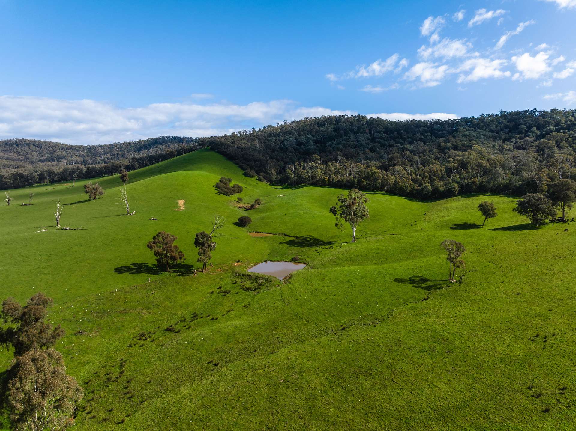 101 Yellow Creek Road, Taggerty Sold by Farmbuy.com - image 13