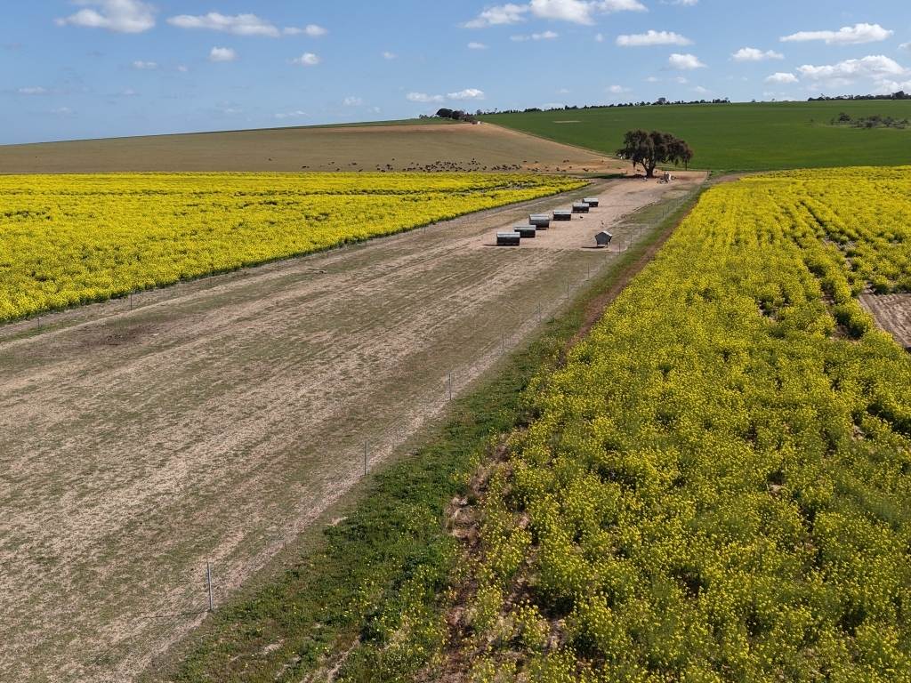 Quairading South Road, Dangin For Sale by Farmbuy.com - image 32