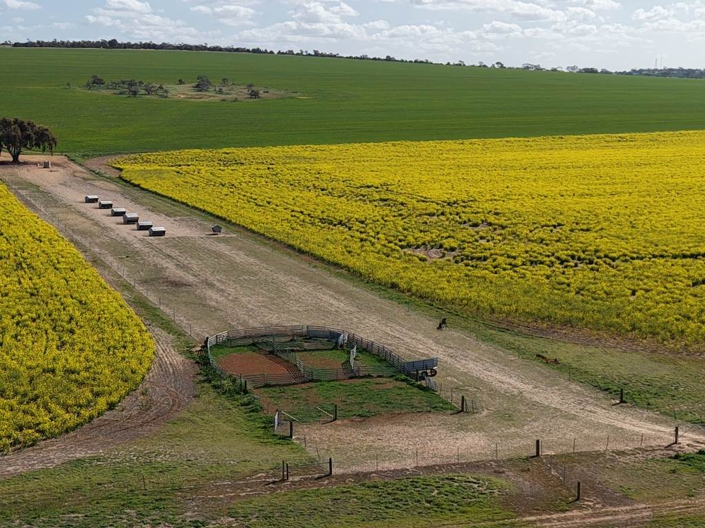 Quairading South Road, Dangin For Sale by Farmbuy.com - image 35