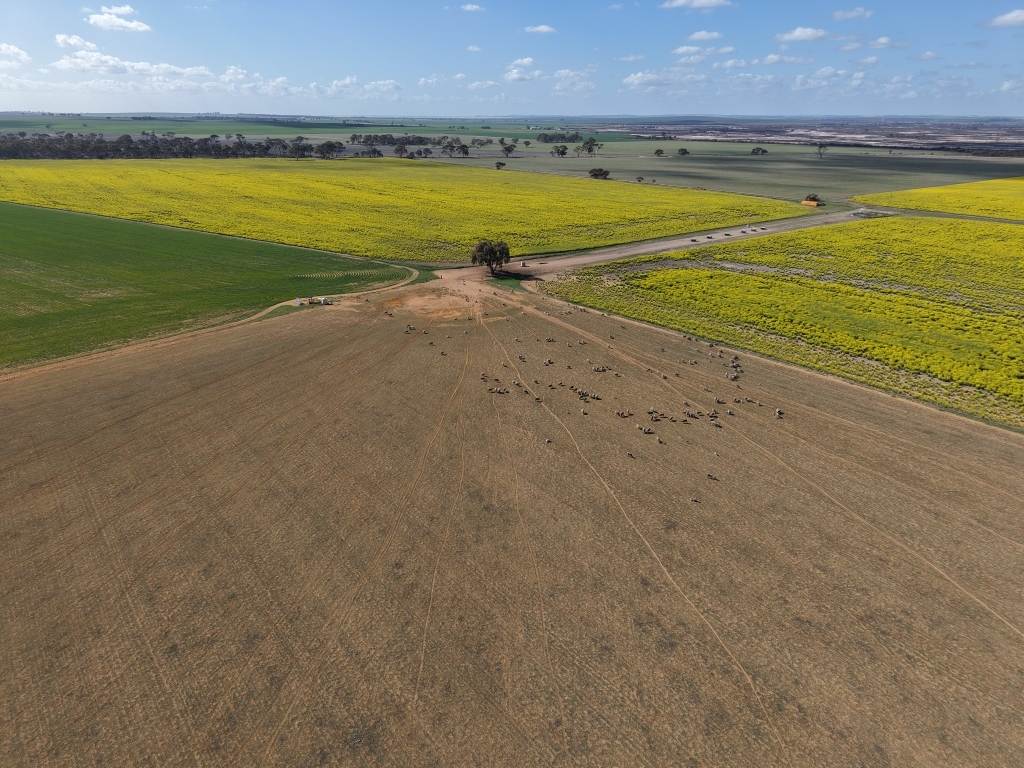 Quairading South Road, Dangin For Sale by Farmbuy.com - image 30