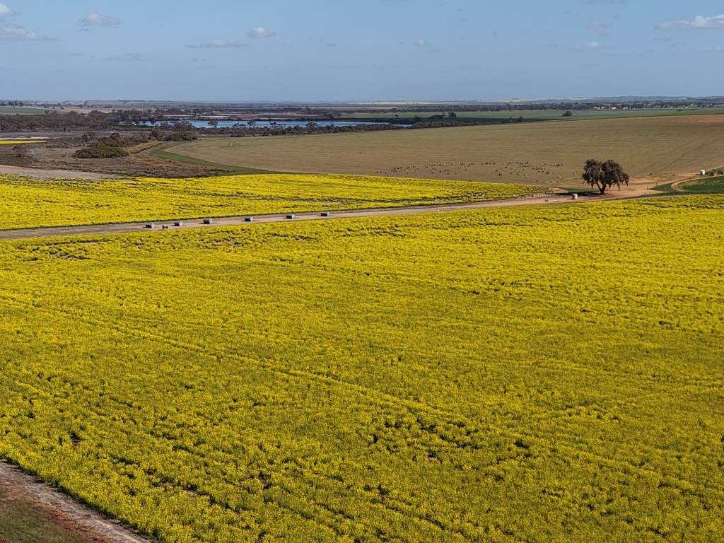 Quairading South Road, Dangin For Sale by Farmbuy.com - image 2