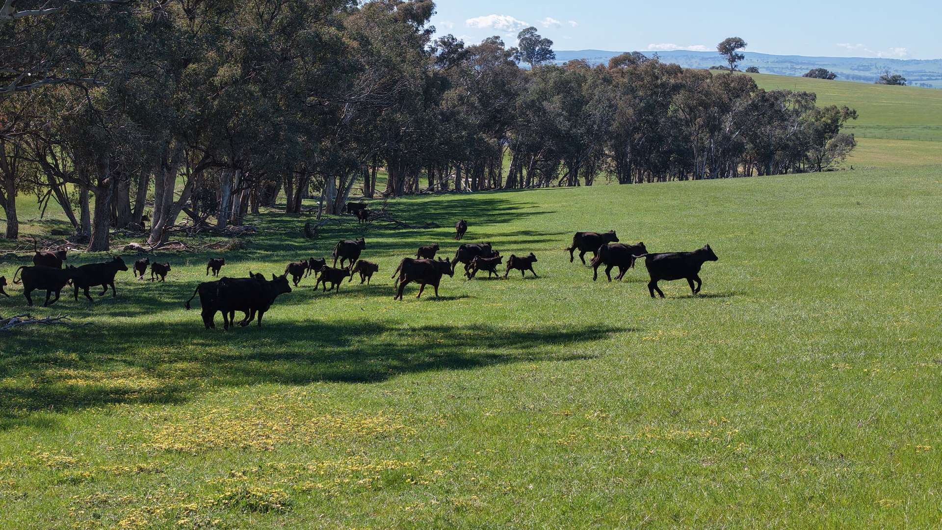 Clunes Dam, Islands Road, Cowra Sold by Farmbuy.com - image 3