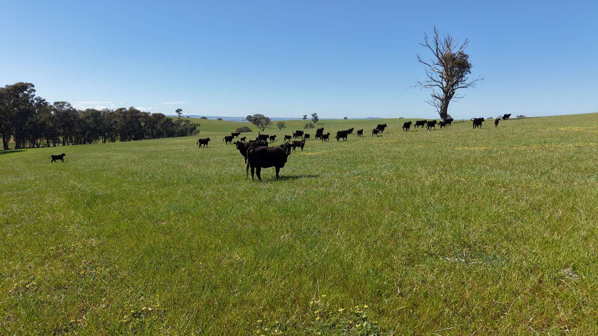 Clunes Dam, Islands Road, Cowra Sold by Farmbuy.com - image 8