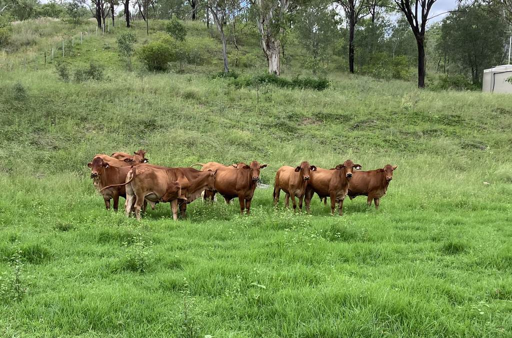 789 Coppin Rd, Monto QLD 4630