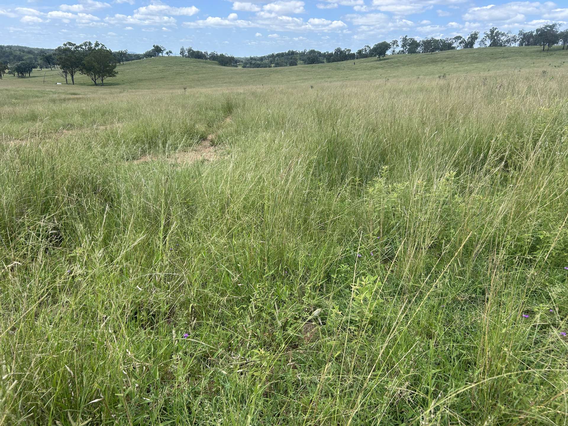 789 Coppin Rd, Monto For Sale by Farmbuy.com - image 12