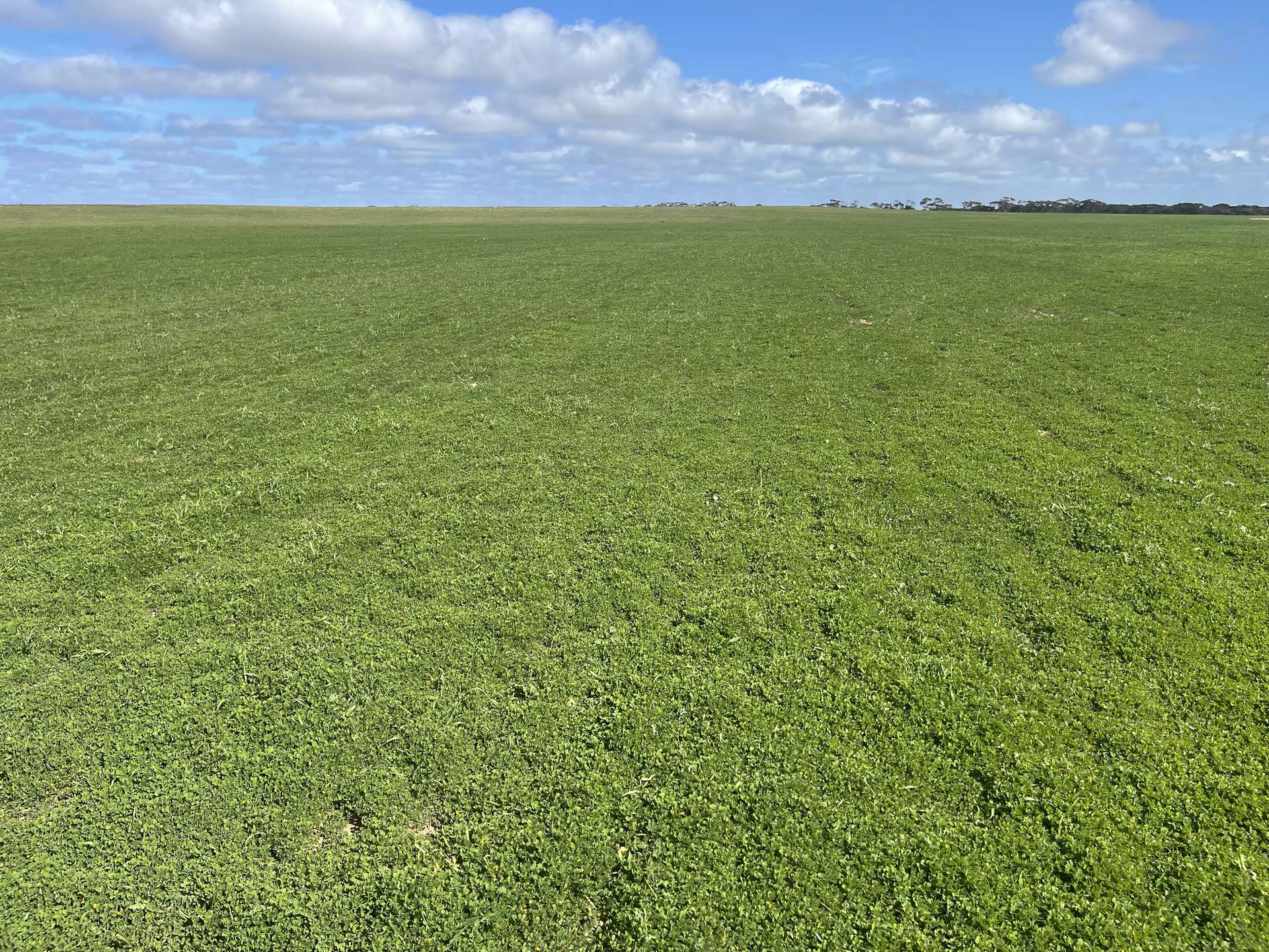 Lot 2 Palabie Road, Wudinna For Sale by Farmbuy.com - image 2