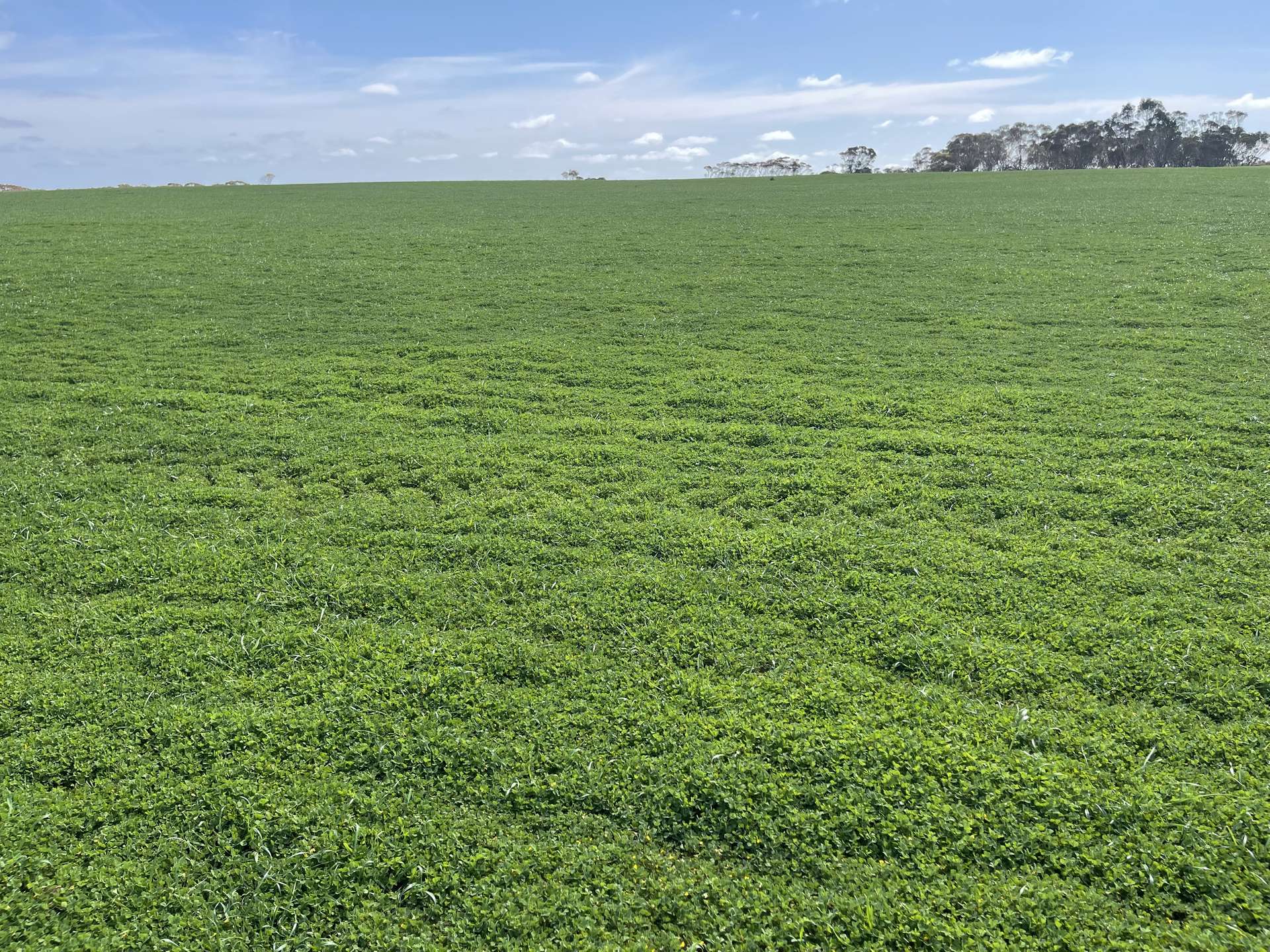 Lot 2 Palabie Road, Wudinna For Sale by Farmbuy.com - image 6
