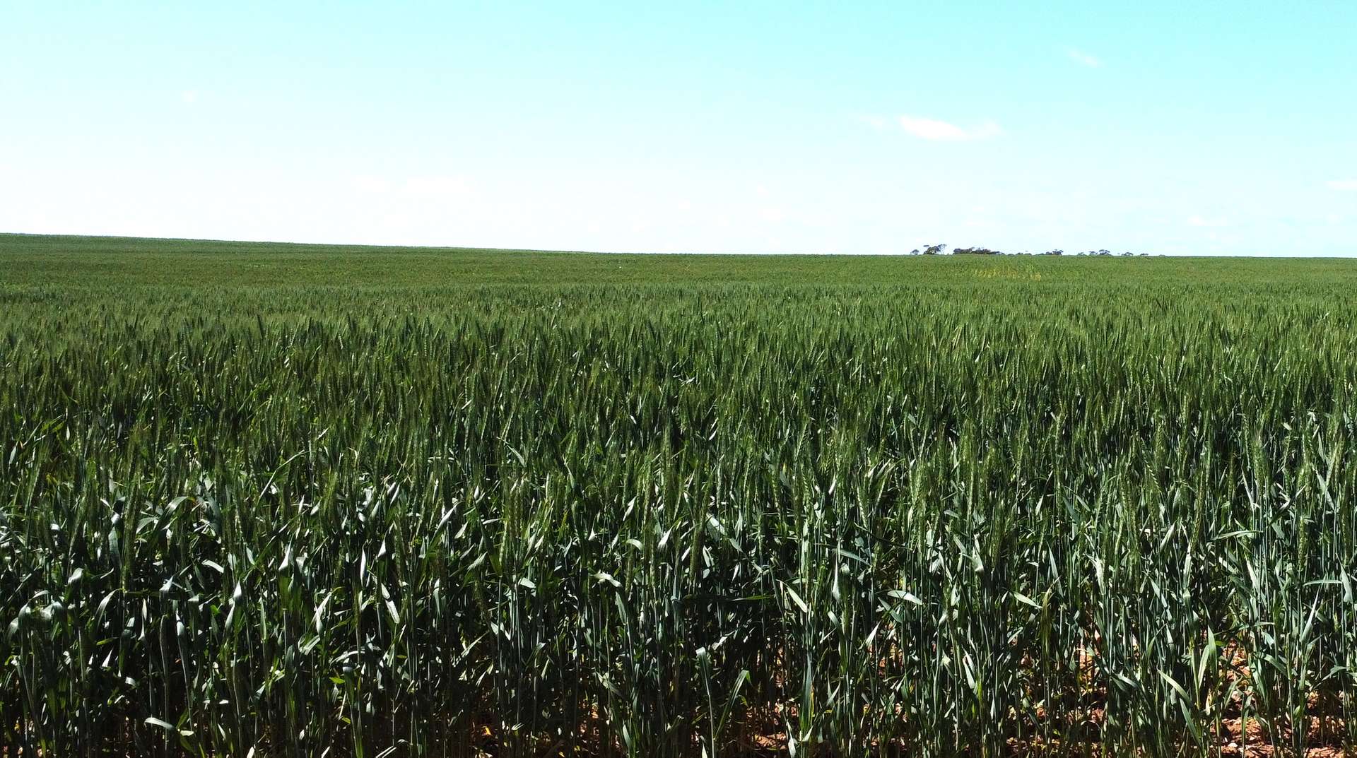 Lot 2 Palabie Road, Wudinna For Sale by Farmbuy.com - image 13