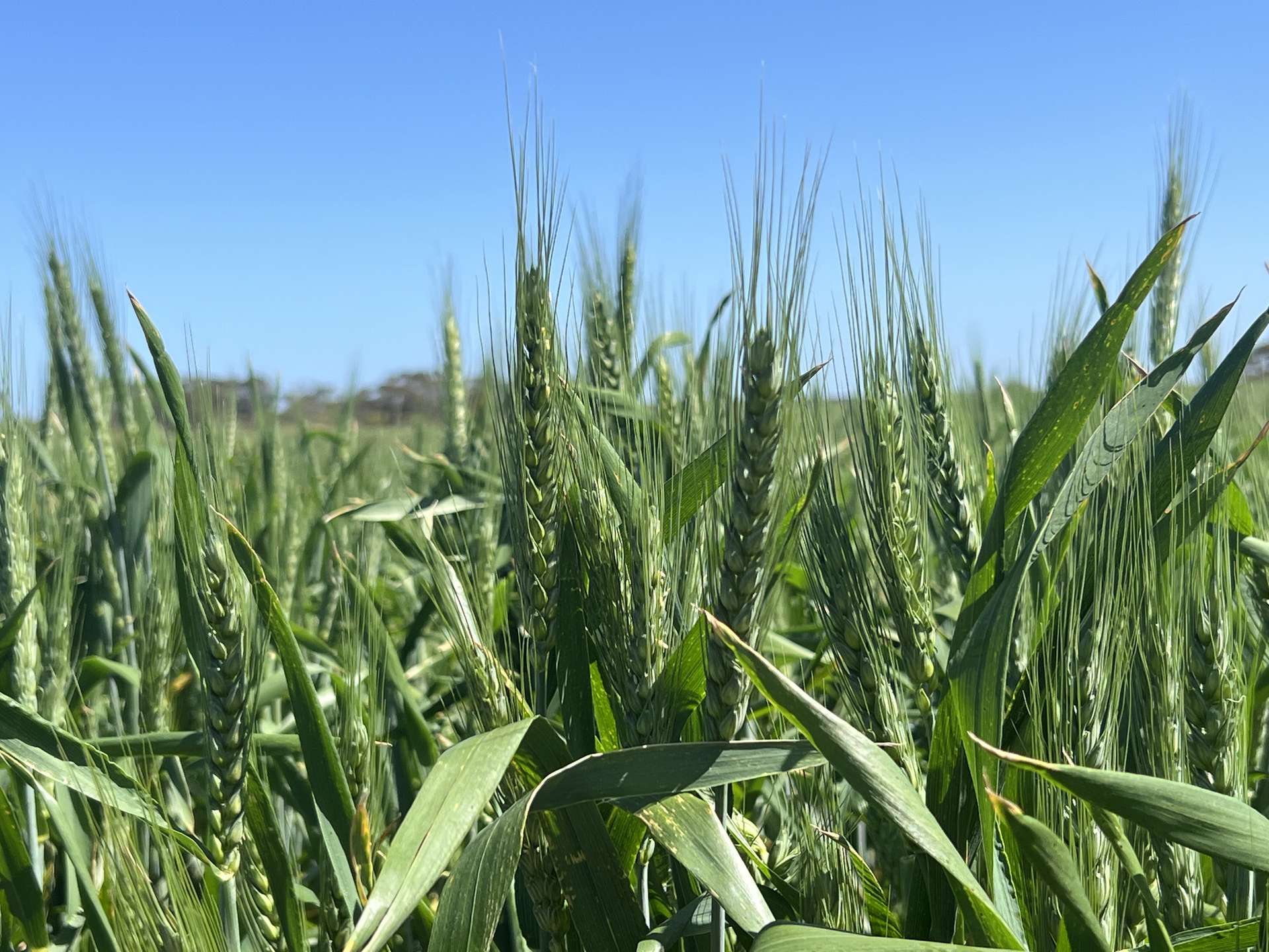 Lot 2 Palabie Road, Wudinna For Sale by Farmbuy.com - image 12