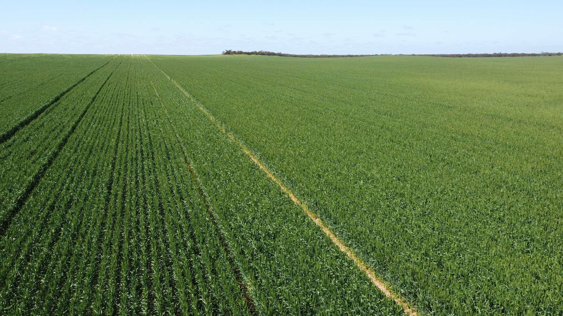 Lot 2 Palabie Road, Wudinna For Sale by Farmbuy.com - image 1