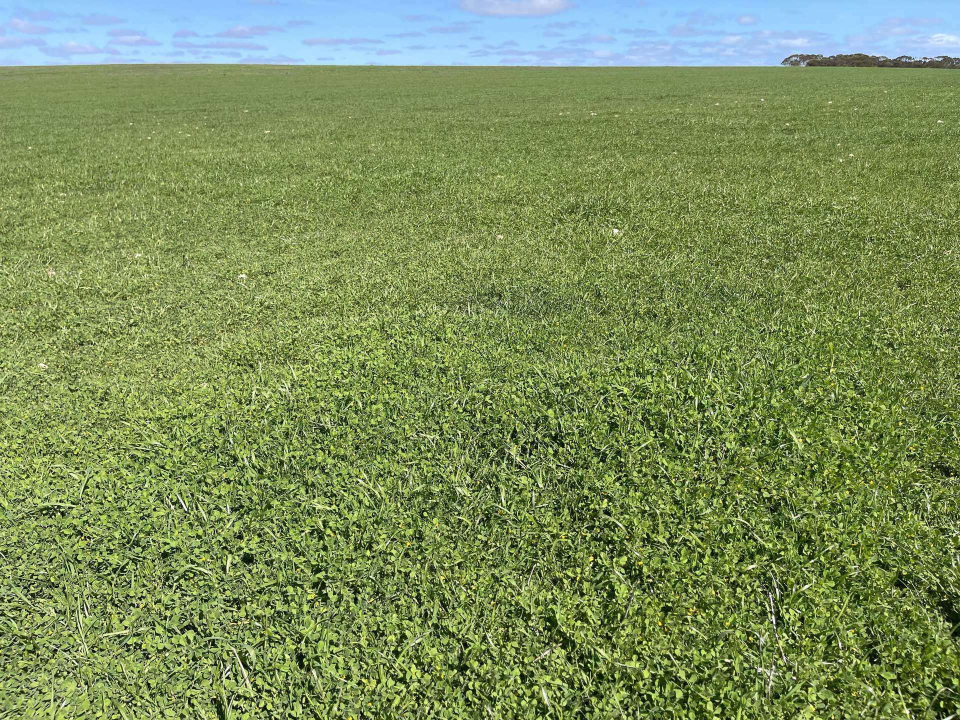 Lot 2 Palabie Road, Wudinna For Sale by Farmbuy.com - image 14