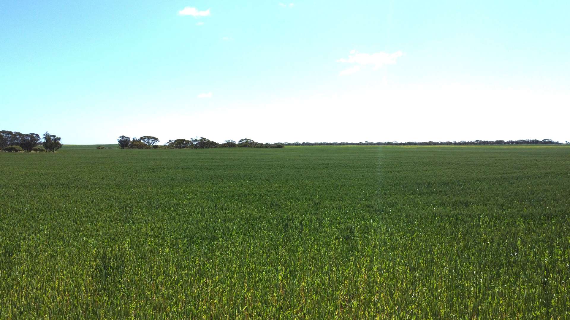 Lot 2 Palabie Road, Wudinna For Sale by Farmbuy.com - image 14