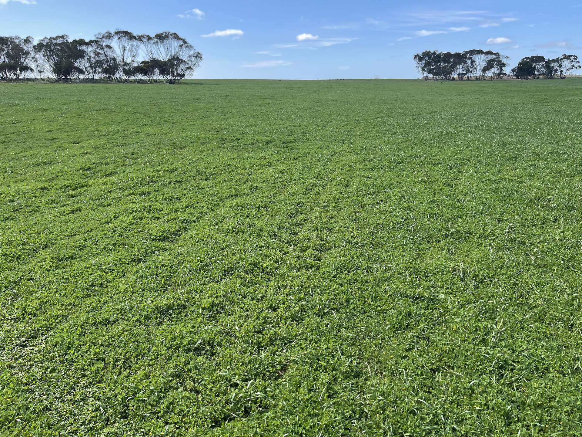 Lot 2 Palabie Road, Wudinna For Sale by Farmbuy.com - image 9