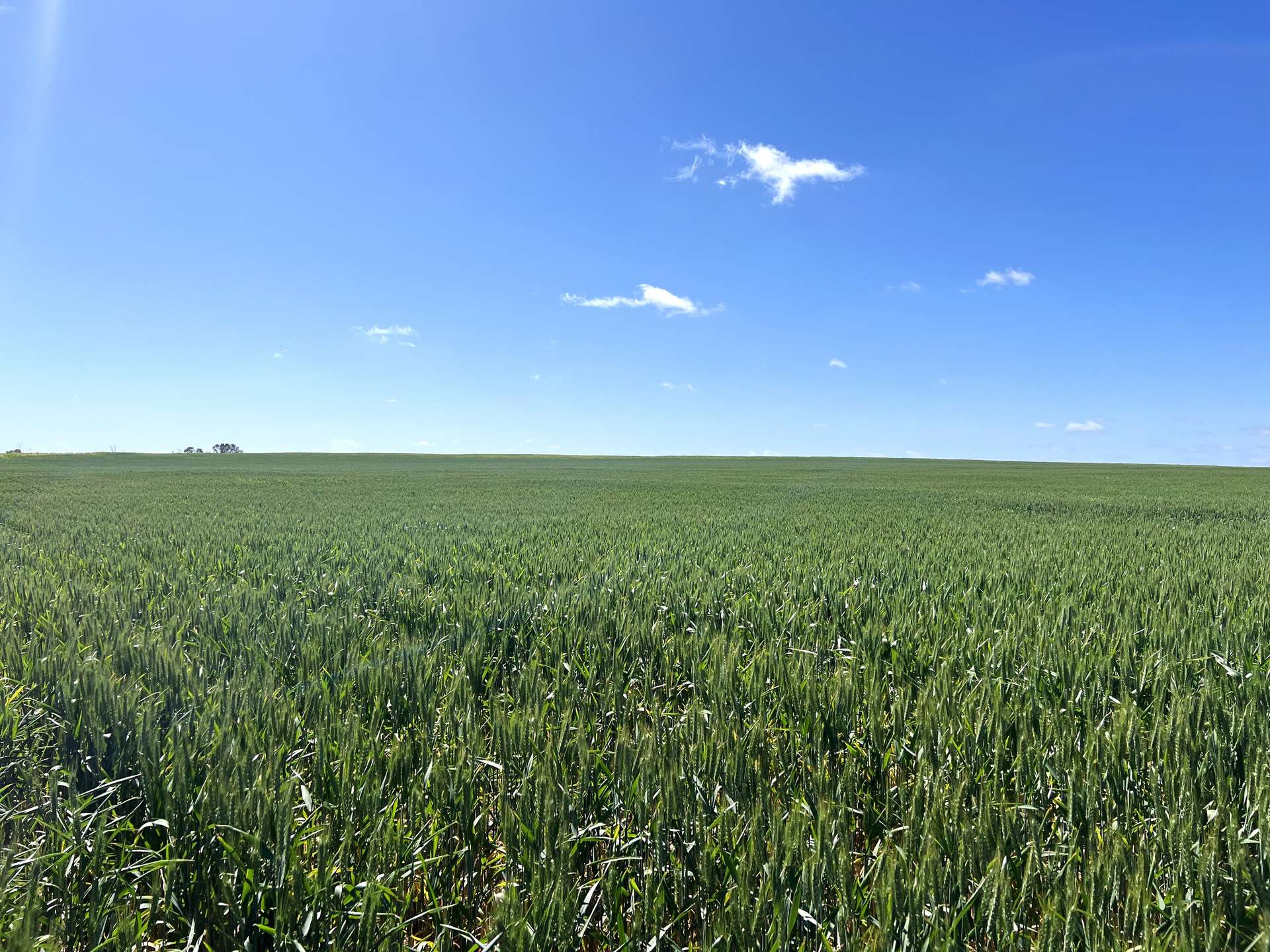 Lot 2 Palabie Road, Wudinna For Sale by Farmbuy.com - image 10