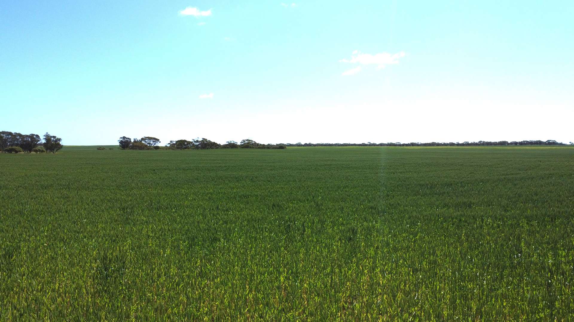 Lot 2 Palabie Road, Wudinna For Sale by Farmbuy.com - image 9