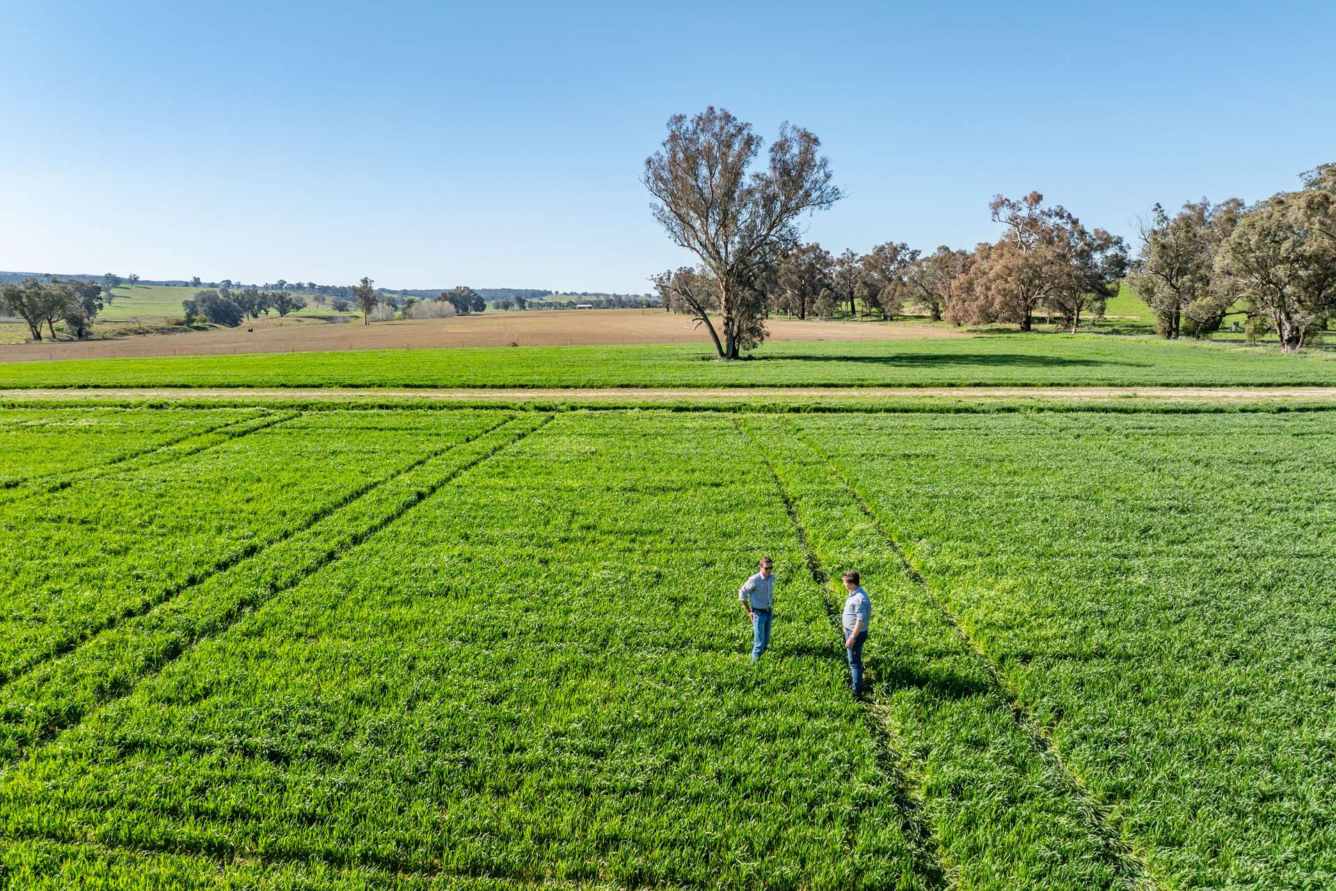 Bumbaldry Road, Greenethorpe For Sale by Farmbuy.com - image 8
