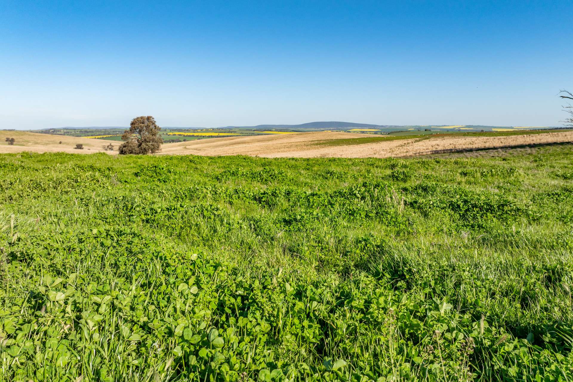 Bumbaldry Road, Greenethorpe For Sale by Farmbuy.com - image 21