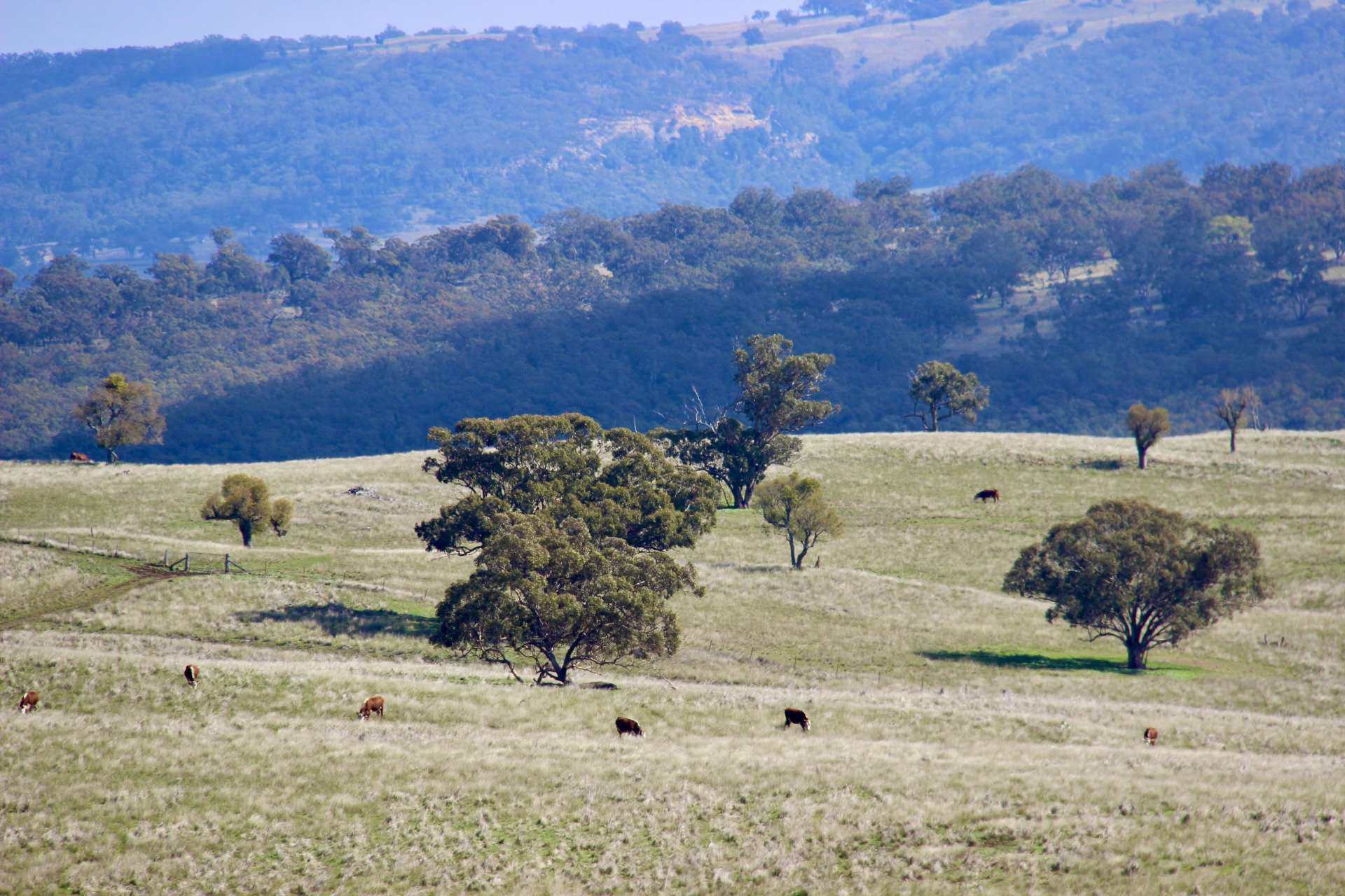 "Jemalong" 263 Collier Road, Coolah For Sale by Farmbuy.com - image 15