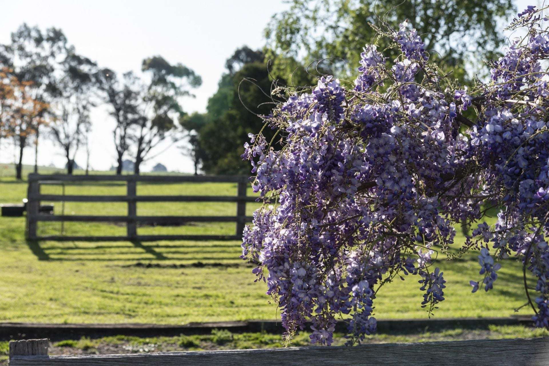 25 McMahons Road, Glenlyon For Sale by Farmbuy.com - image 21