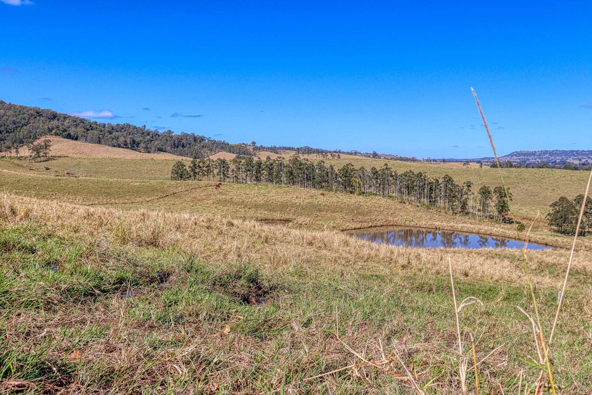 Lot 29, 46 Lynches Creek Road, Wiangaree For Sale by Farmbuy.com - image 8