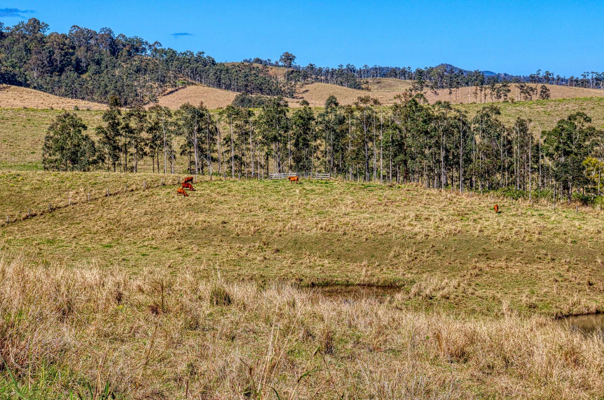 Lot 29, 46 Lynches Creek Road, Wiangaree For Sale by Farmbuy.com - image 6