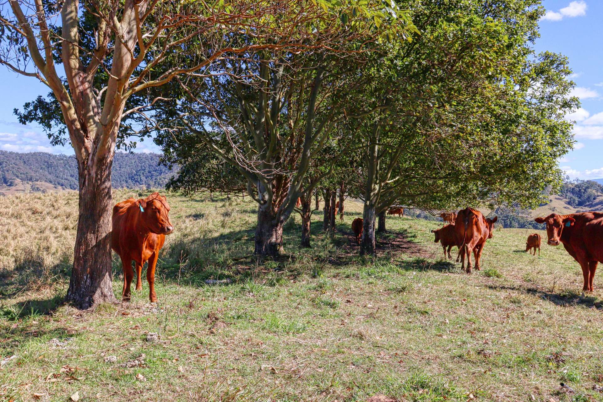 Lot 29, 46 Lynches Creek Road, Wiangaree For Sale by Farmbuy.com - image 12