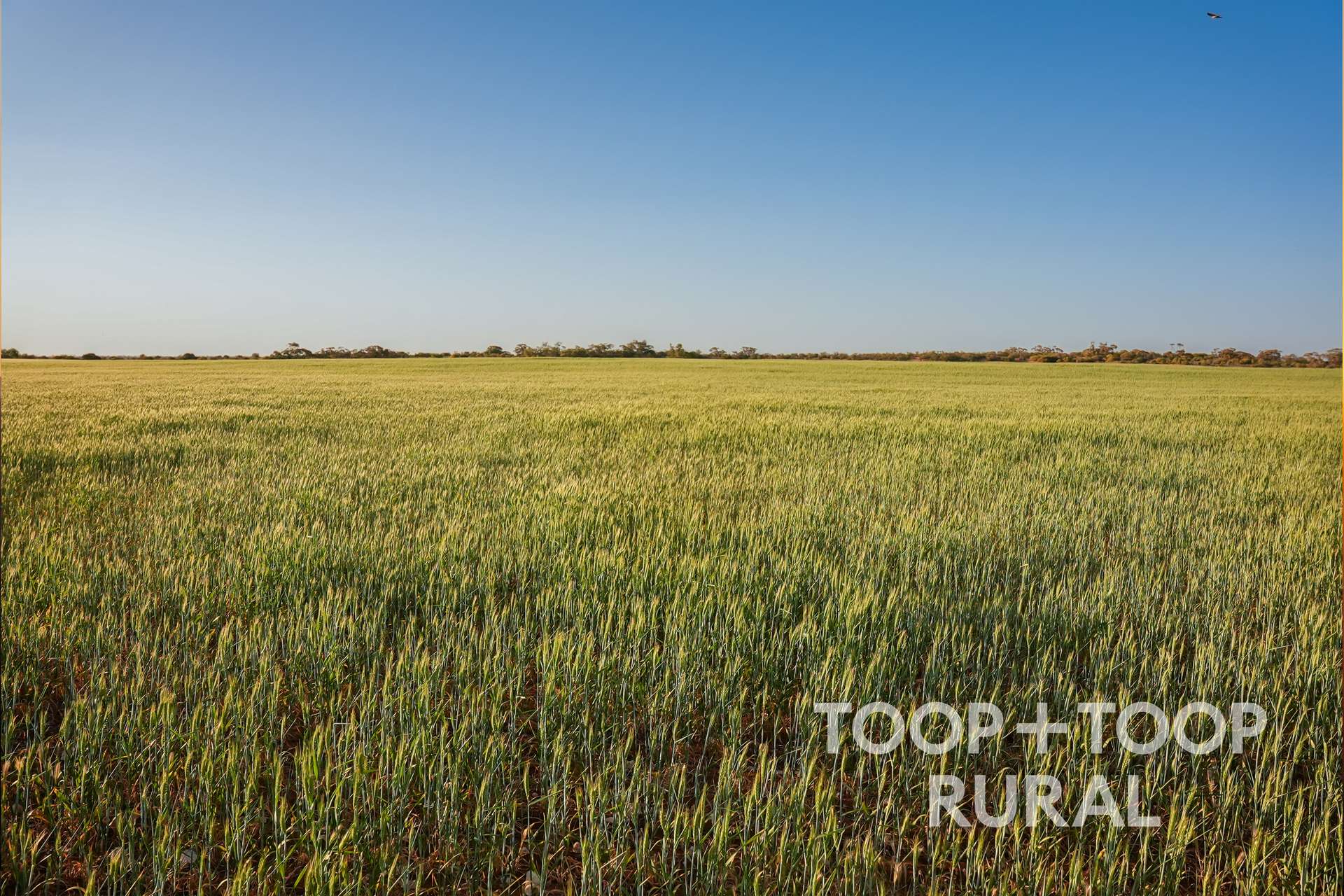 Lot 499,  Murbko Road, Murbko For Sale by Farmbuy.com - image 6