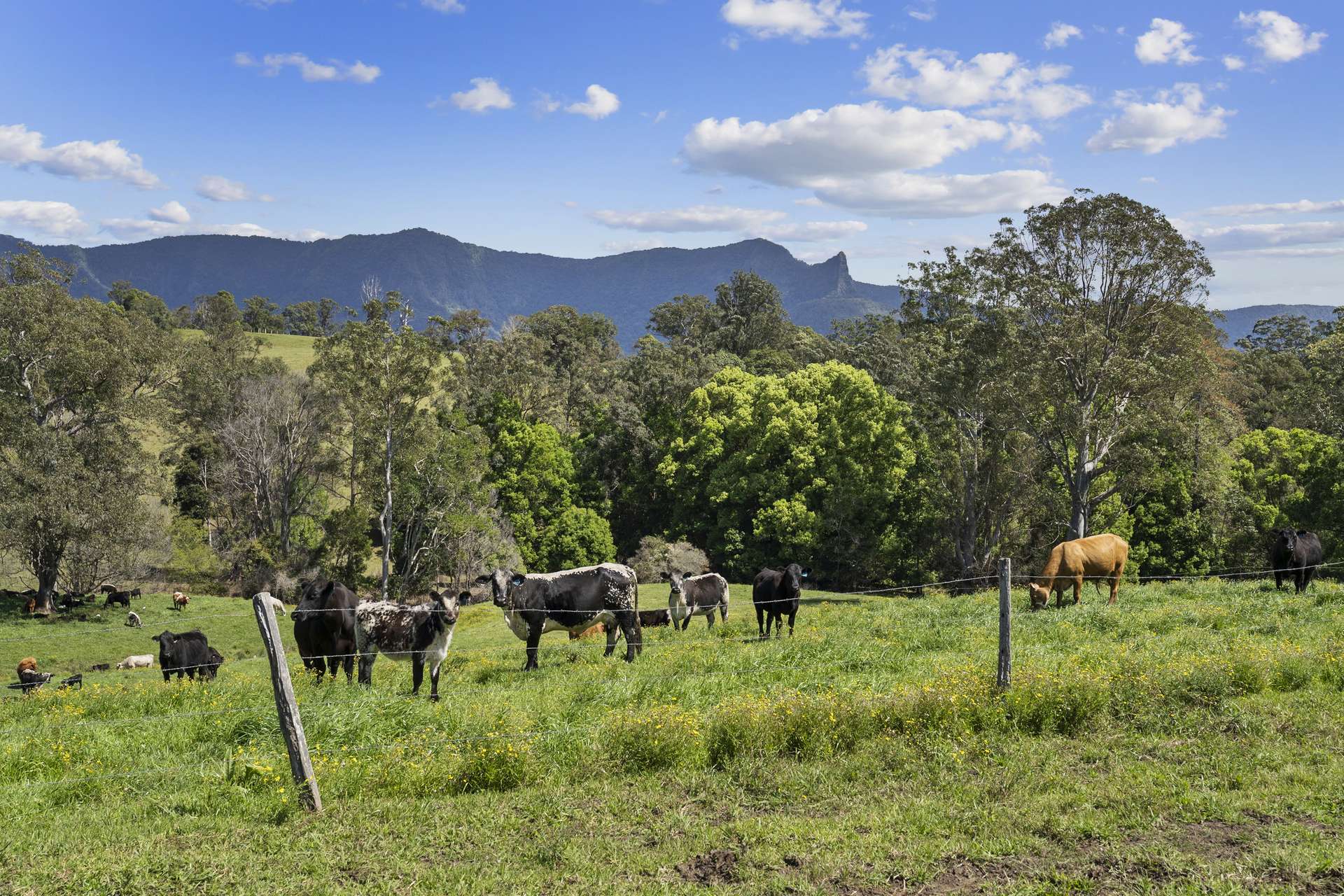 703 Brays Creek Road, Brays Creek For Sale by Farmbuy.com - image 6