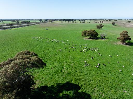 10116 Dukes Highway, Tintinara SA 5266