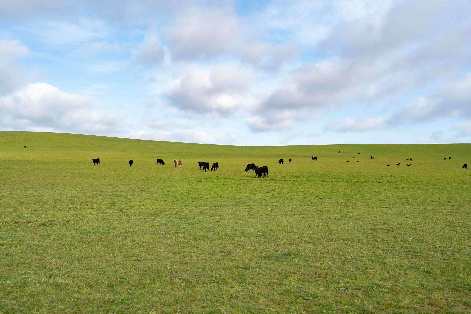 Rushy Lagoon For Sale by Farmbuy.com - image 2