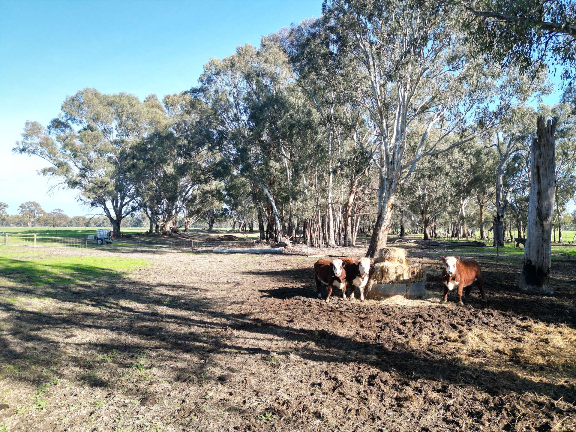 52 Sheehan Rd, Koonoomoo For Sale by Farmbuy.com - image 31